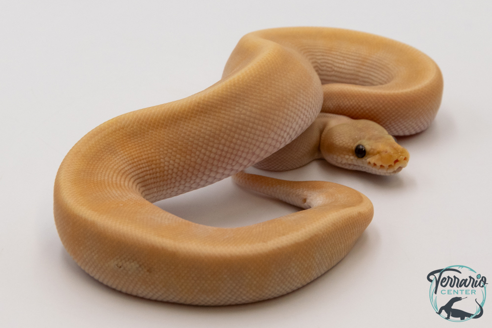 Python royal - Python regius Banana Lemon Blast Mojave GHI