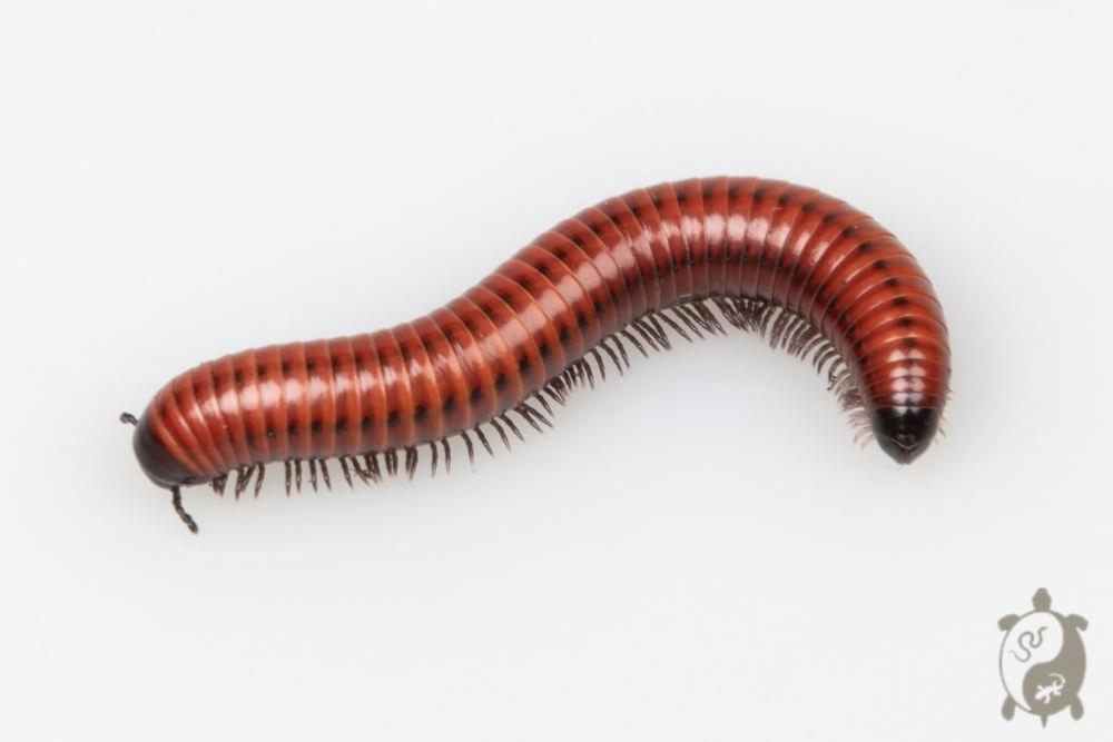 Myriapodes