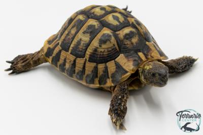 Tortue d'Hermann - Testudo hermanni boettgeri 12-15 cm - Mâle