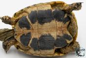 Tortue d'Hermann - Testudo hermanni boettgeri 12-15 cm - Mâle