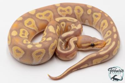 Python royal - Python regius Banana Mojave