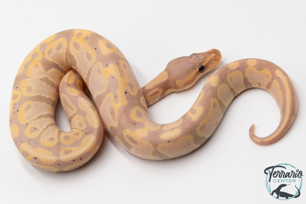 Python royal - Python regius Banana Yellow Belly