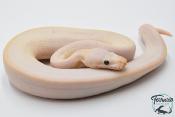 Python royal - Python regius Ivory SuperBlast