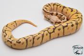 Python royal - Python regius Killer Bee