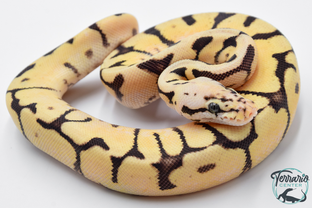 Python royal - Python regius Bumblebee Yellow Belly