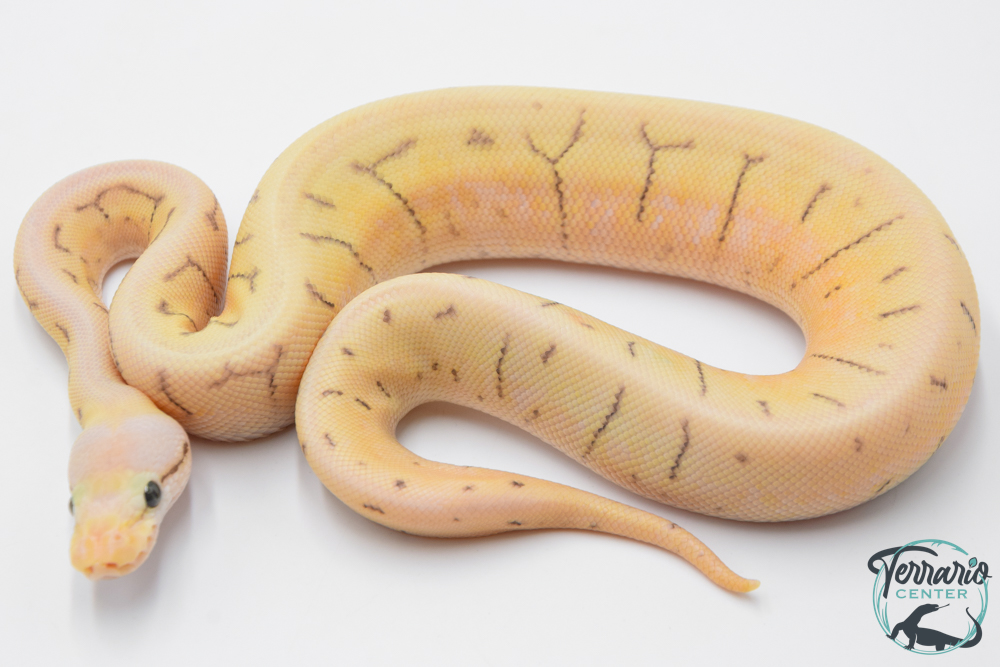 Python royal - Python regius Killer Spinner