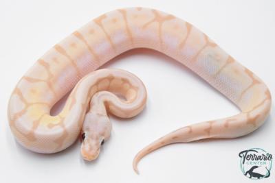 Python royal - Python regius Banana Killer Bee