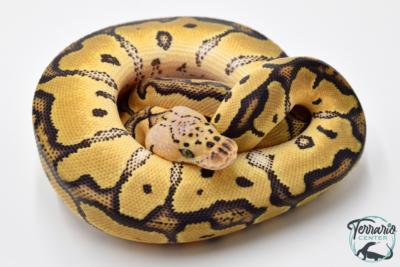 Python royal - Python regius Clown Pastel