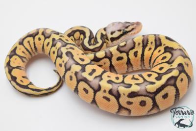 Python royal - Python regius Super Pastel