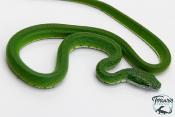 Gonyosoma coeruleum -  Serpent ratier vert - NC 2025