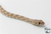 Platyceps rogersi -  Serpent coureur de Rogers
