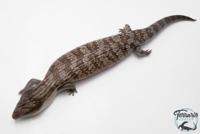 Tiliqua scincoides chimaerea - Scinque à langue bleue