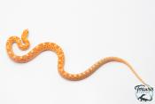 Pituophis catenifer sayi - Serpent taureau - Albinos
