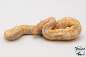 Python royal - Python regius Albinos Black Pastel