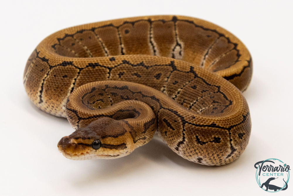 Python royal - Python regius Pinstripe