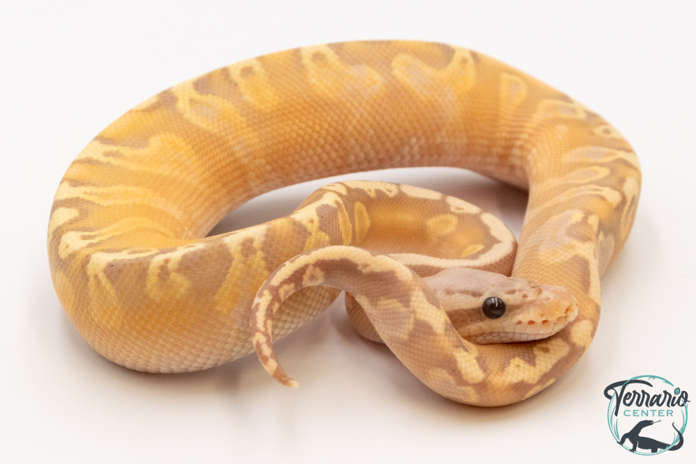 Python royal - Python regius Banana Pastel GHI possible Yellow Belly