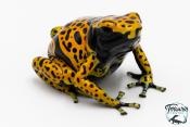 Dendrobates leucomelas - Rainette jaguar Bolivar