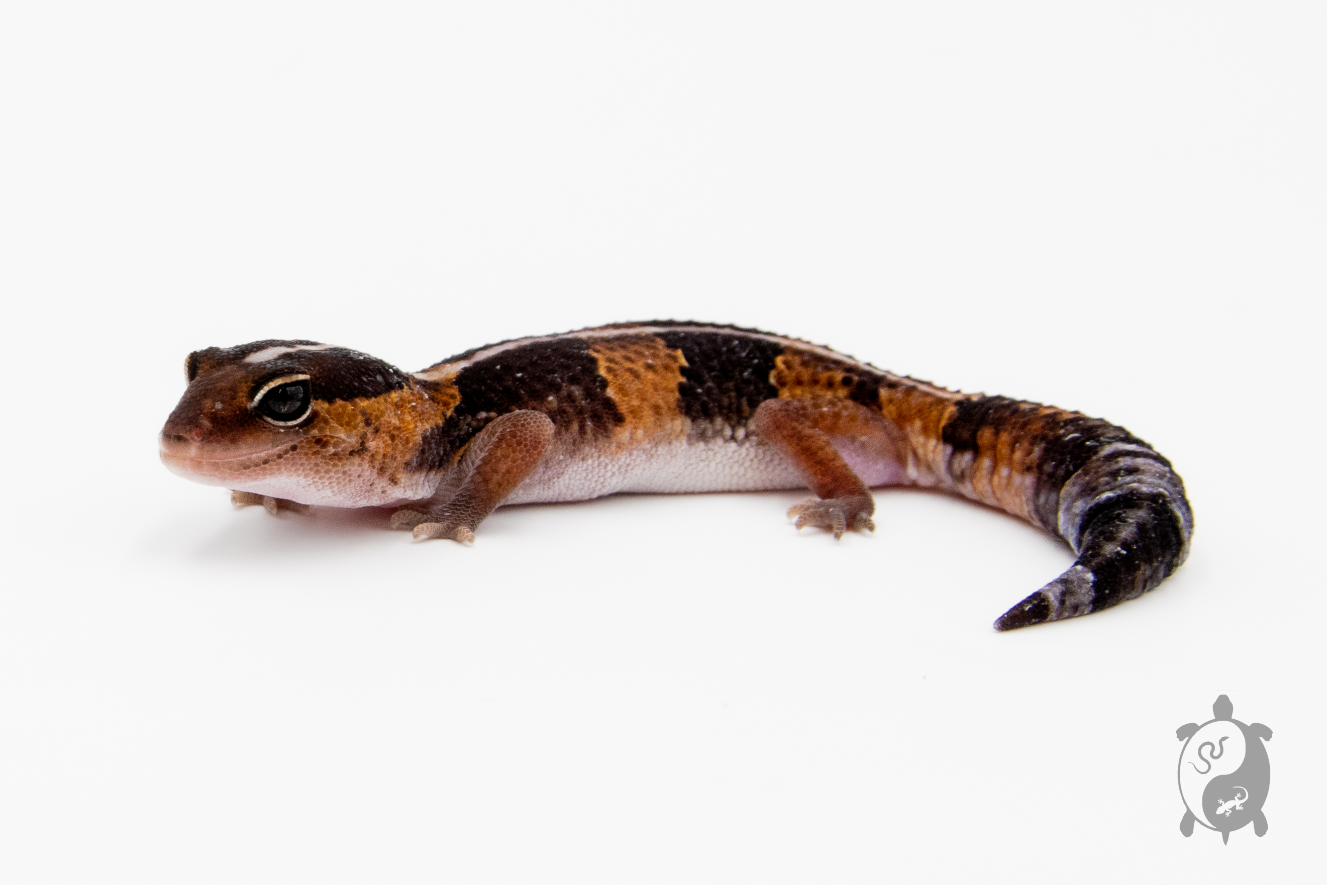 Hemitheconyx caudicinctus - Gecko à queue grasse