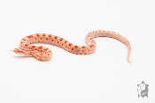 Serpent des blés - Pantherophis guttatus Okeetee Reverse Albinos