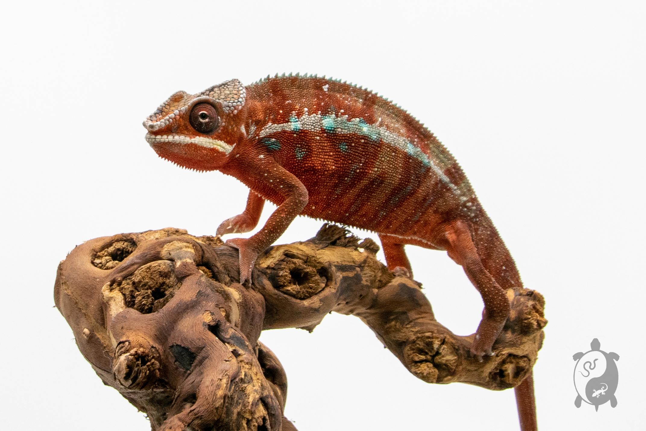 Caméléon Panthère - Furcifer Pardalis Ambilobe Red Bar - Mâle