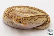 Python royal - Python regius Lesser Clown