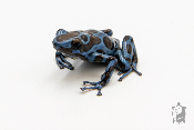 Dendrobates auratus - Dendrobate doré "Super Blue"