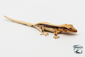 Correlophus ciliatus Lily White - Gecko à crête - Juvénile 22 -  NC 2023 - PH2024011010152316