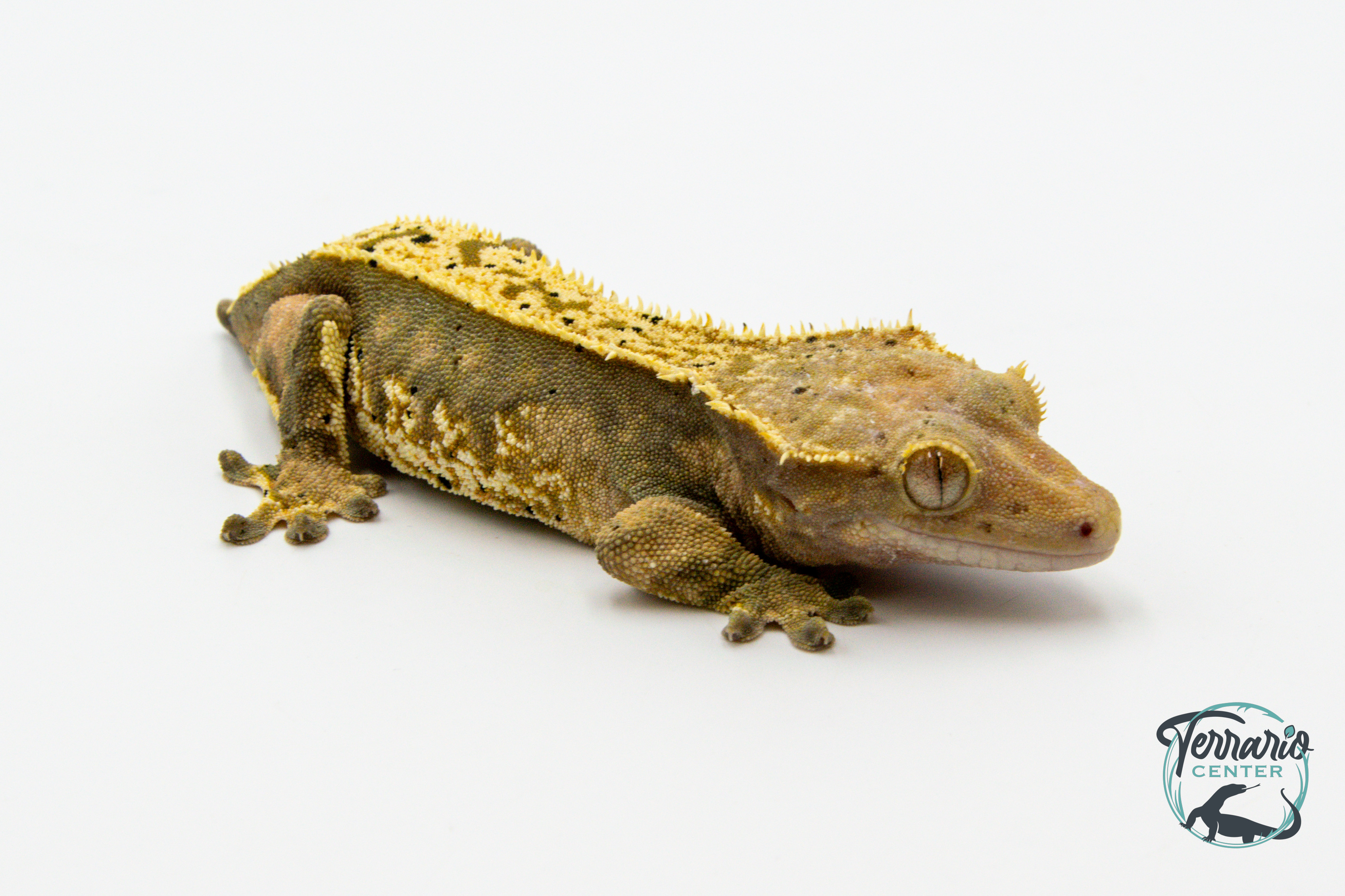 Correlophus ciliatus - Gecko à crête - Femelle -  250228500117240