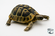 Tortue d'Hermann - Testudo hermanni hercegovinensis 13-15 cm - Femelle