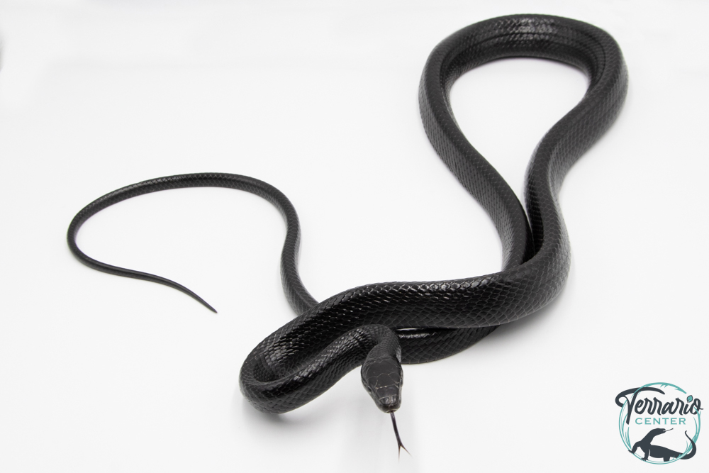Gonyosoma jansenii BLACK - Serpent ratier à queue noire