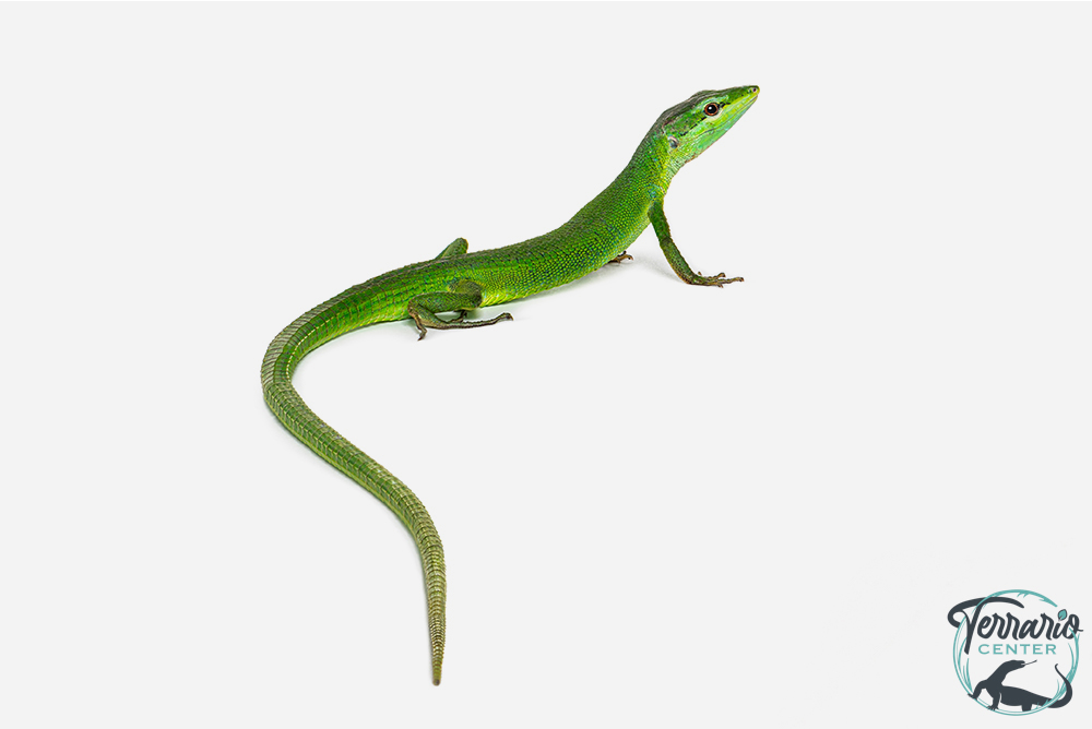 Takydromus dorsalis - Lézard des prairies de Sakishima