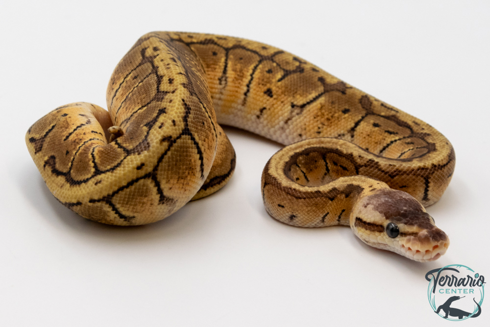 Python royal - Python regius Lemon Blast