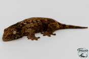 Rhacodactylus leachianus - Gecko géant de Nouvelle-Calédonie "Henkeli"