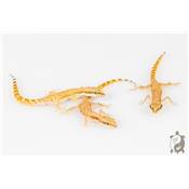 Tropiocolotes nattereri -  Gecko de Natterer