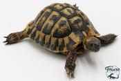 Tortue d'Hermann - Testudo hermanni boettgeri 12-15 cm - Mâle