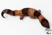 Hemitheconyx caudicinctus - Gecko à queue grasse - Mâle &#9794; A3