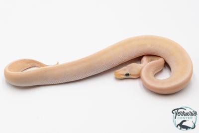 Python royal - Python regius Banana Lemon Blast Mojave GHI