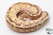 Python royal - Python Regius Vanilla Cream Lesser