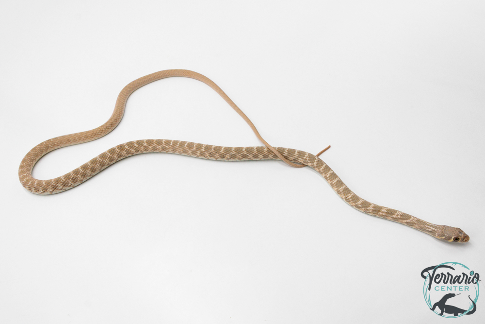 Platyceps rogersi -  Serpent coureur de Rogers