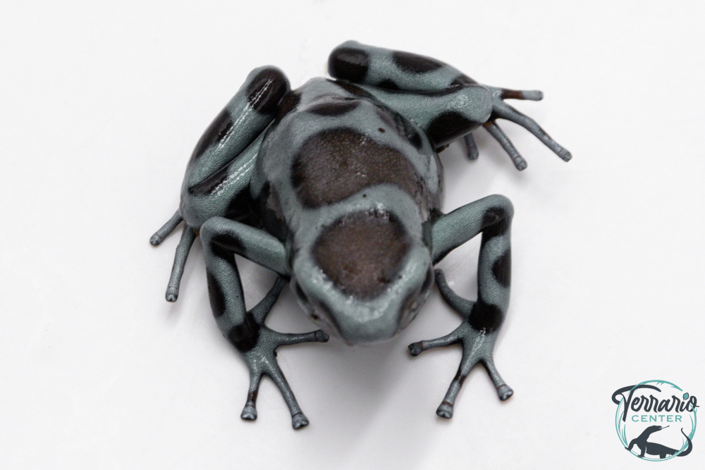 Dendrobates auratus - Dendrobate doré "Panama spécial"
