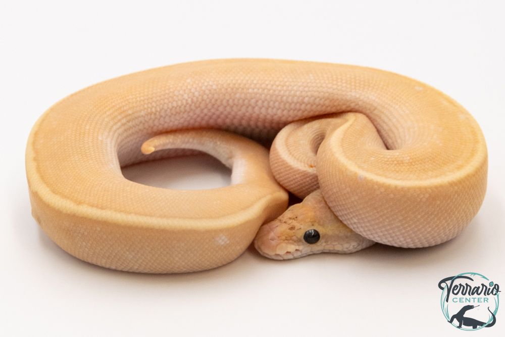 Python royal - Python regius Banana Pinstripe Mojave GHI