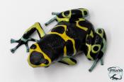 Dendrobates leucomelas - Rainette jaguar Cerro Autana