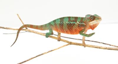 Caméléon Panthère - Furcifer Pardalis Ambilobe Red Bar - Femelle