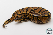 Python royal - Python regius Yellow Belly