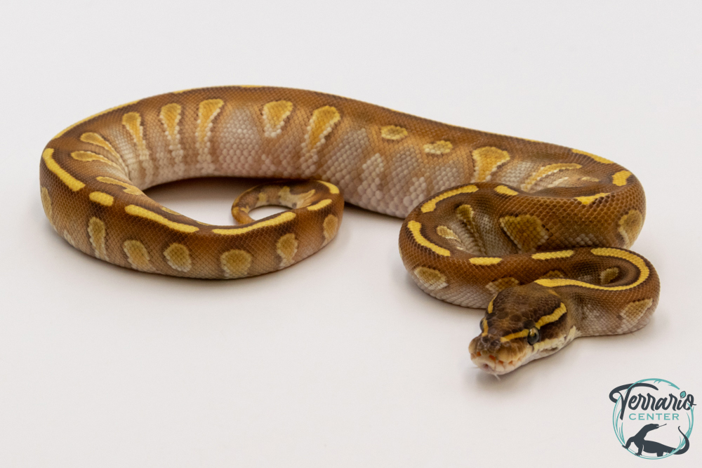 Python royal - Python regius Enchi Butter Stranger