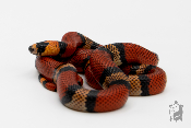 Lampropeltis triangulum hondurensis  - Serpent faux corail