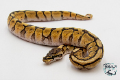 Python royal - Python regius Spider Mojave
