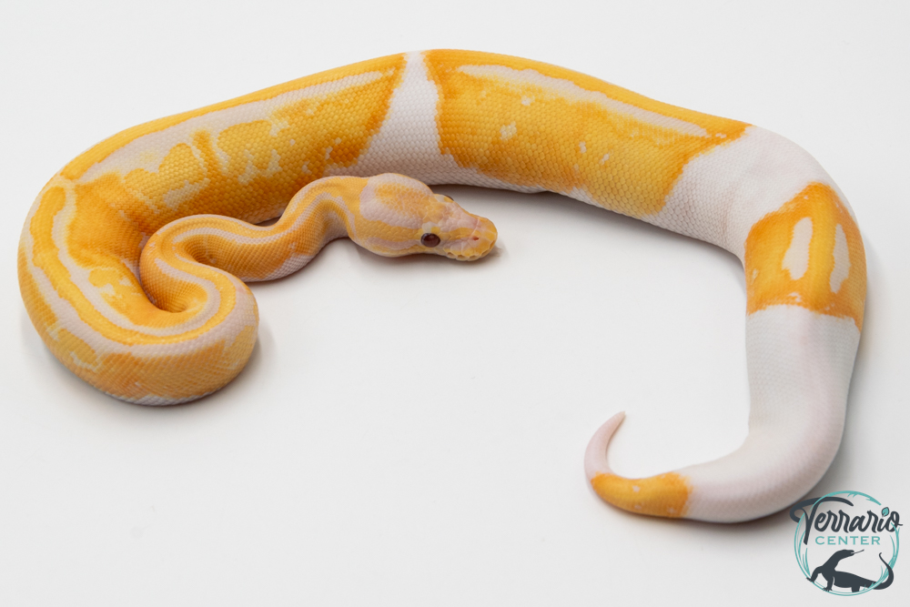 Python royal - Python regius Piebald lavender Albino - Dreamsicle