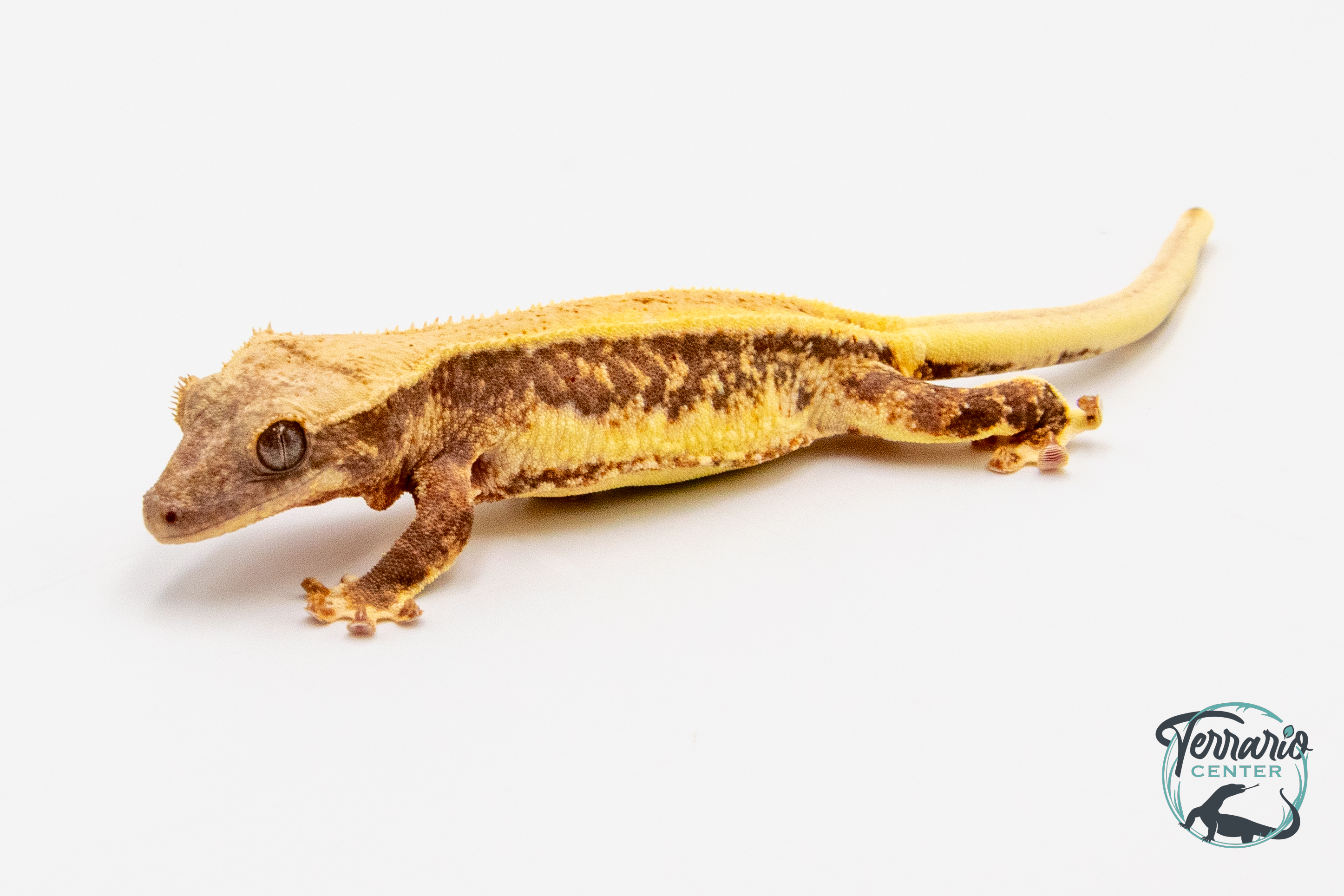 Correlophus ciliatus Lily White - Gecko à crête - Femelle -  PH2024011010152428