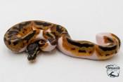 Python Royal - Python regius Piebald